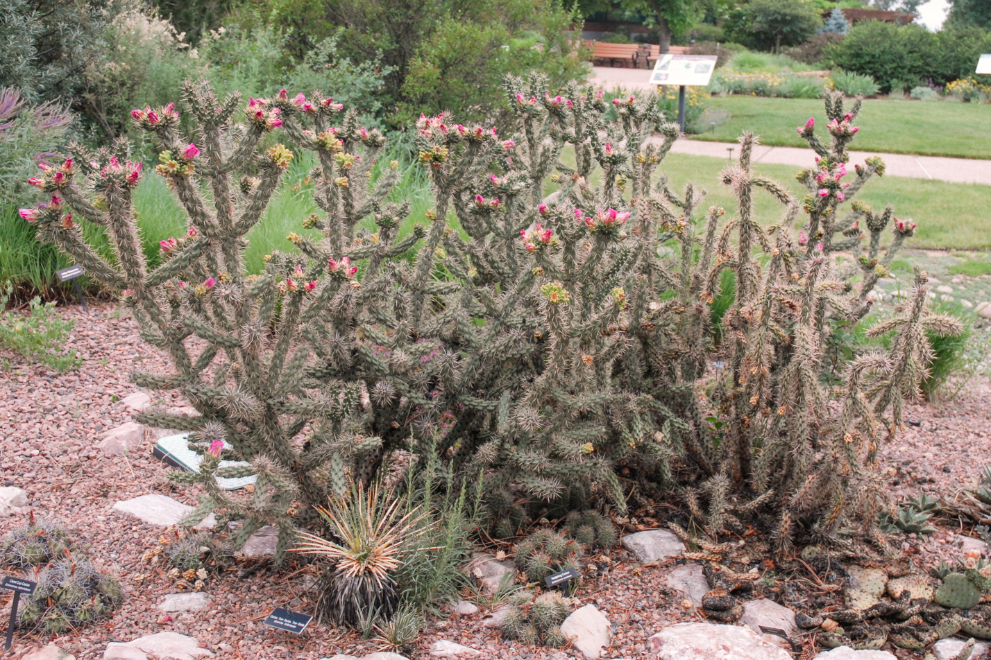 Cholla
